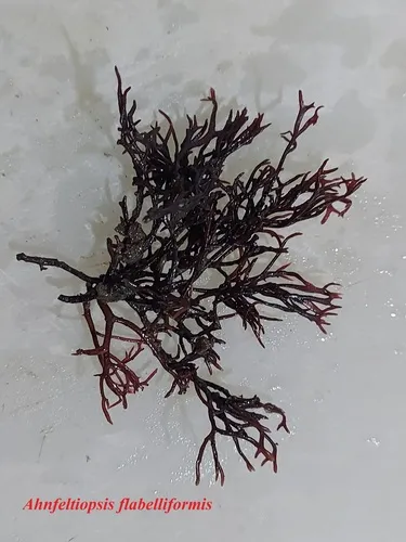 Gymnogongrus flabelliformis