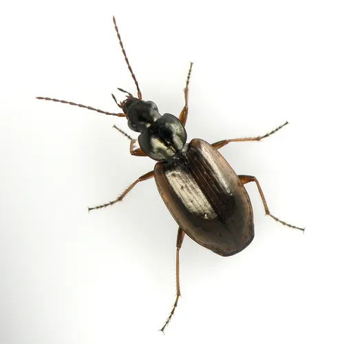 Agonum limbatum