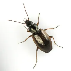 Agonum limbatum thumbnail 1