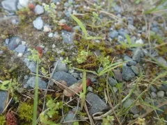 Allseed thumbnail 3