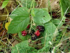 Missouri Blackberry thumbnail 3