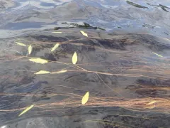 Oakes' Pondweed thumbnail 3