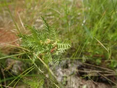 combleaf mermaidweed thumbnail 3