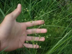 Woodland Rush thumbnail 2