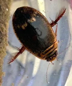 Abbreviated Predaceous Diving Beetle thumbnail 3
