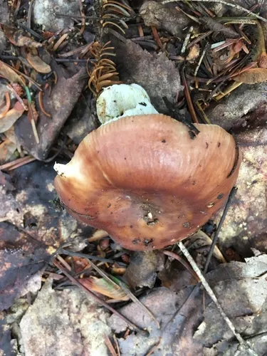 Russula brunneola