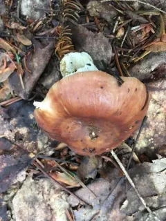 Russula brunneola thumbnail 1