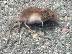 Maritime Shrew thumbnail 1