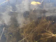 Algae-like Pondweed thumbnail 2