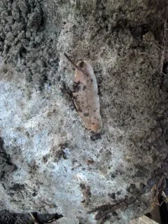Earshell Slug thumbnail 3
