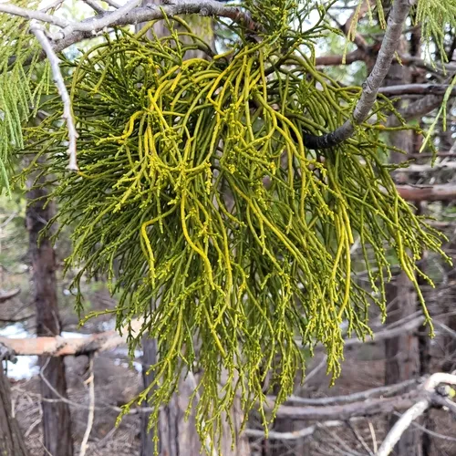 Incense Cedar Mistletoe
