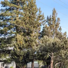 Juniper Mistletoe thumbnail 1
