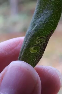 Stigmella myricafoliella thumbnail 3