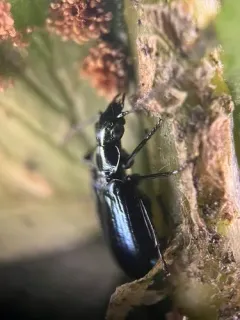 Lebia moesta thumbnail 2