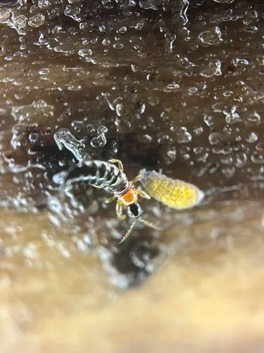 Bolothrips bicolor
