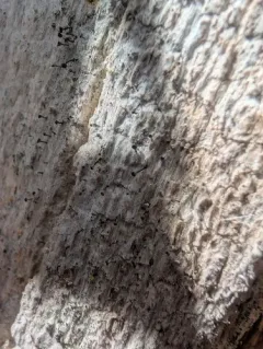 Calicium salicinum thumbnail 4