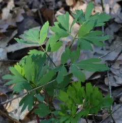 California lomatium thumbnail 3