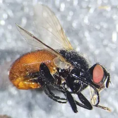 Besseria brevipennis thumbnail 1