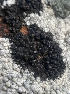 Lambiella insularis thumbnail 3