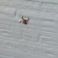 Eurasian Leaflitter Crab Spider thumbnail 4