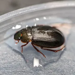 Ametor scabrosus thumbnail 3