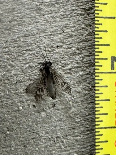 Rocky Mountain Forestfly