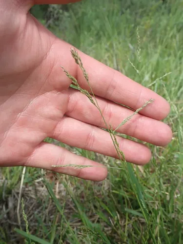 Long-leaved Redtop-Panicgrass
