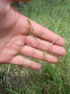 Long-leaved Redtop-Panicgrass thumbnail 1