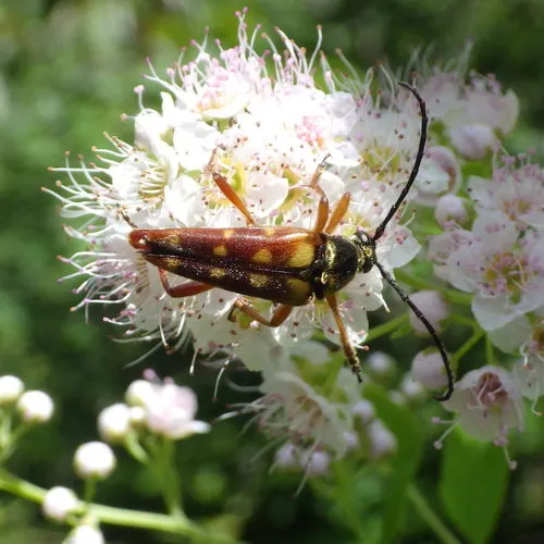 Banded Longhorn Beetle