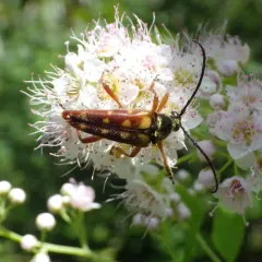 Banded Longhorn Beetle thumbnail 1