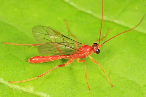 Alexeter canaliculatus
