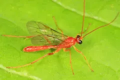 Alexeter canaliculatus thumbnail 1