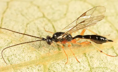 Mesochorus giberius