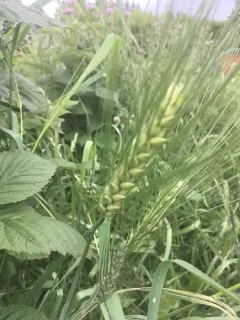 Common Barley thumbnail 2