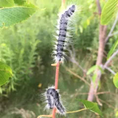 Walnut Caterpillar Moth thumbnail 2