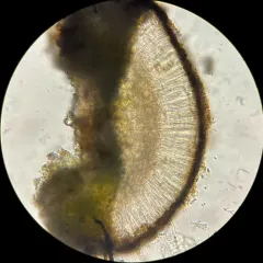 Acarospora badiofusca thumbnail 2