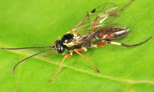 Diplazon deletus