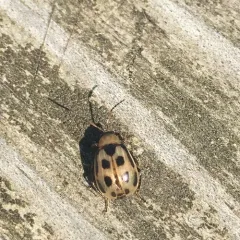 Bean Leaf Beetle thumbnail 1
