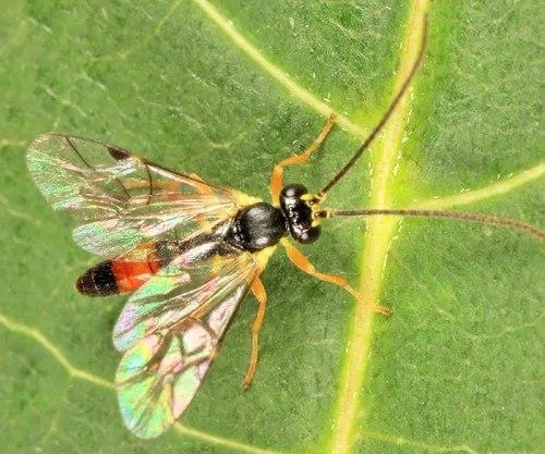Sussaba pulchella