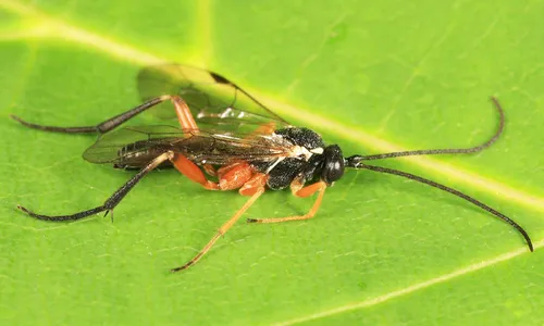 Woldstedtius flavolineatus