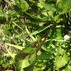 White-crossed Seed Bug thumbnail 2