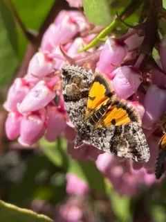 Annaphila macfarlandi thumbnail 2