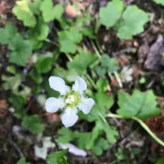 Fringed Grass of Parnassus thumbnail 2