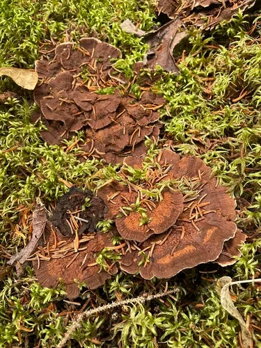 rosette tooth