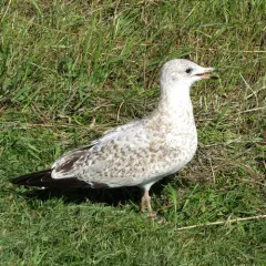 Ring-billed Gull thumbnail 3
