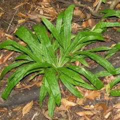 plantainleaf sedge thumbnail 3