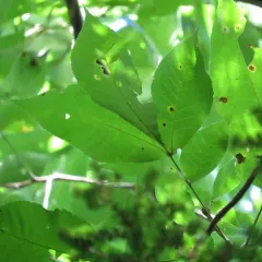 shagbark hickory thumbnail 2
