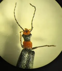 Dichelotarsus punctatus thumbnail 4