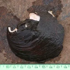 Purple Wartyback thumbnail 3