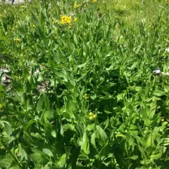 Arrowleaf Senecio thumbnail 2